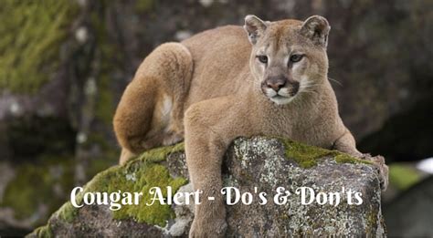 What To Do If You Meet A Cougar In Canada