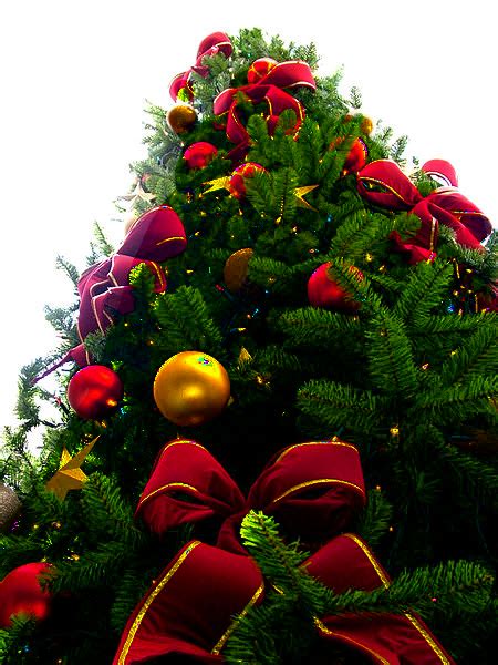 When designing a new logo you can be inspired by the visual logos found here. File:Christmas tree sxc hu, PNG transparency.png - Wikimedia Commons