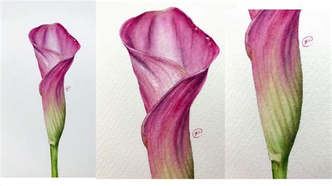How To Draw A Calla Lily Youtube Whenever I Show A Beginner Artist