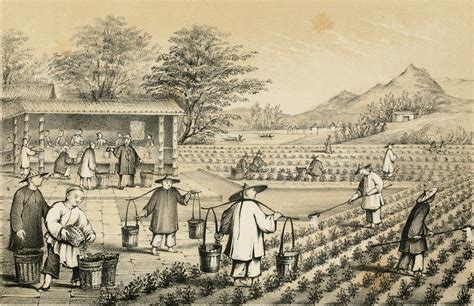 The History Of Tea In The Kitchen