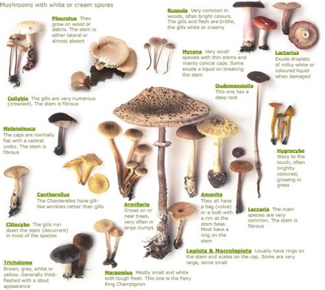 Ohio Wild Mushroom Identification Charts