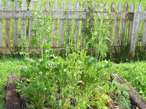 How To Grow Mustard For Seed New Life On A Homestead