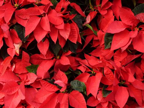 Christmas Poinsettias Wallpapers Wallpaper Cave