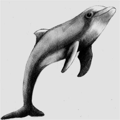 Dolphin Sketch Cá Heo