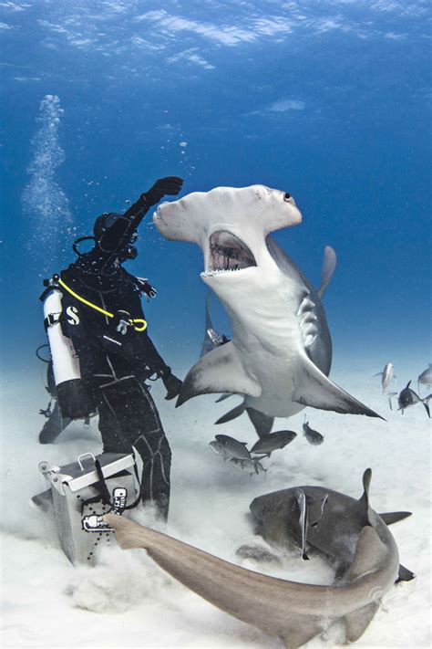 Photographer Captures Incredible Footage Of Hammerhead Sharks Media