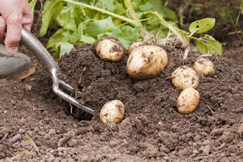 Kartoffeln müssen bei der ernte immer komplett reif sein. Kartoffeln ernten: Vorgehen & Erntezeit - Plantura