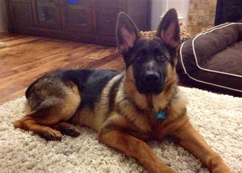 Baby Zeus At 5 Months Old I Love My German Shepherd Dog German