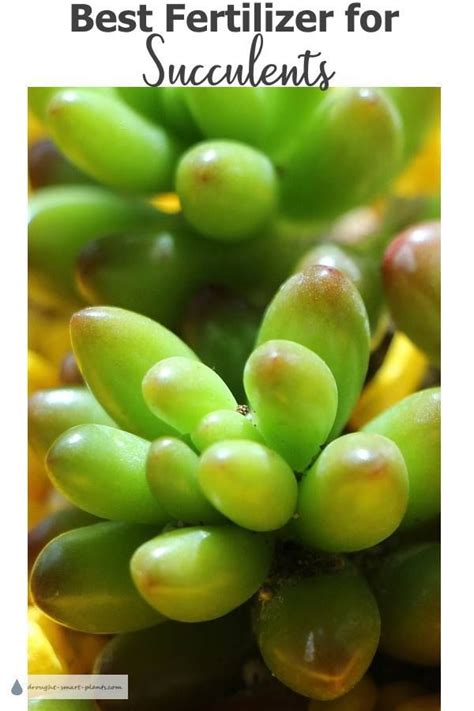 Best Fertilizer For Succulents Resource Of Safe Choices Succulent