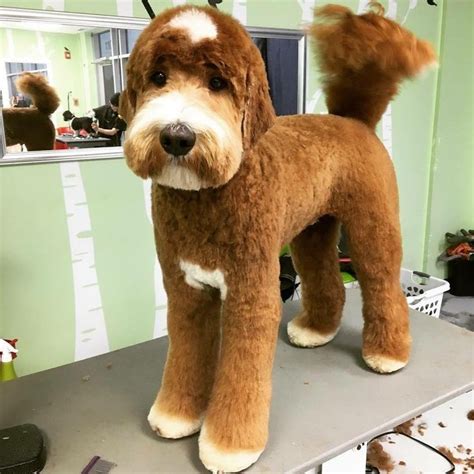The goldendoodle came into existence by breeding a golden retriever to a poodle. Best 25+ Goldendoodle haircuts ideas on Pinterest ...