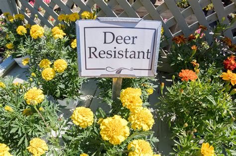 Tips For Creating A Deer Resistant Garden In Oregon