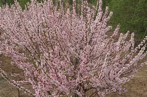 Check spelling or type a new query. 17 best Flowering Shrubs images on Pinterest | Beautiful ...