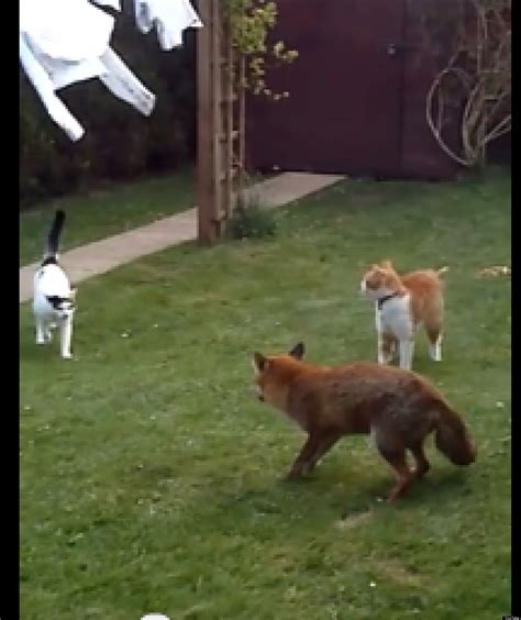Cat food, bird meats, eggs, pretty much anythig a cat will eat. Cats Chase Cowardly Fox Out Of Their Yard (VIDEO)