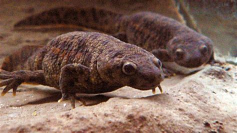 Scientists Sequence Salamander Genome Genetics Sci