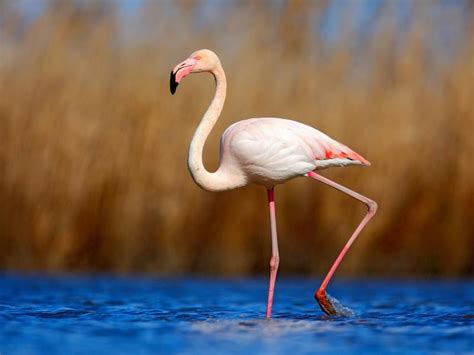 Greater Flamingo Bird Facts Phoenicopterus Roseus Bird Fact