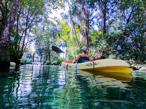 Swim With The Manatees In Three Sisters Springs Crystal River Fl