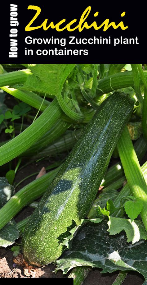 How To Grow Zucchini In Containers In 2020 Zucchini