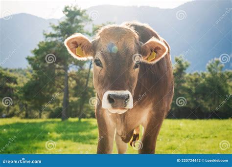Cute Sunlit Calf From The Brown Cattle Breed On An Alpine Pasture