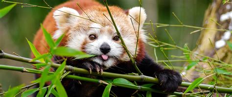 Download Wallpaper 2560x1080 Red Panda Panda Protruding Tongue Cute