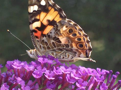 What do butterfly eggs look like? | eHow UK