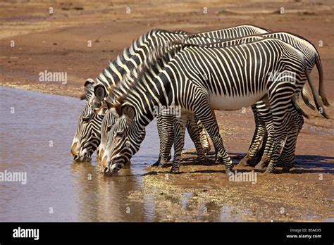 Grevys Zebra Equus Grevyi Drinking Samburu National Reserve Kenya