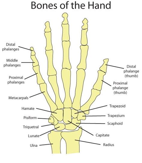 25 Bästa Hand Bone Anatomy Idéerna På Pinterest Skeleton Anatomi