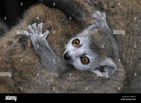 Crowned Lemur Eulemur Coronatus Baby Ankarana Special Reserve