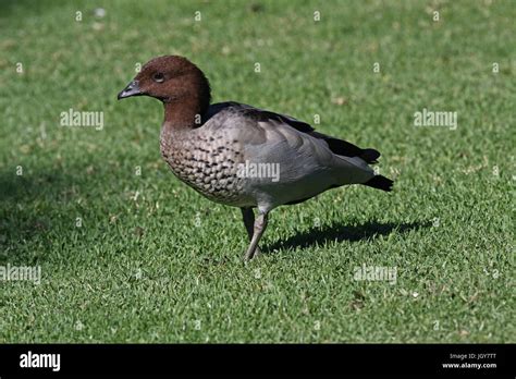 Australian Wood Duck Hi Res Stock Photography And Images Alamy