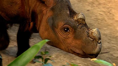 Last Sumatran Rhino In Us Seeks Mate