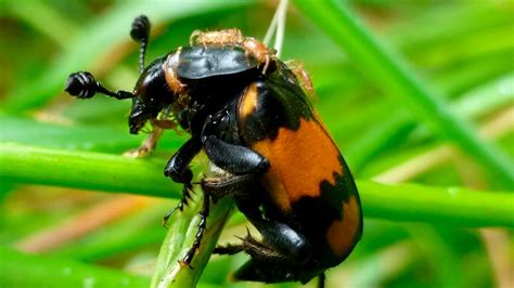 las hembras de escarabajo manipulan a los machos para que inviertan más en el cuidado de las
