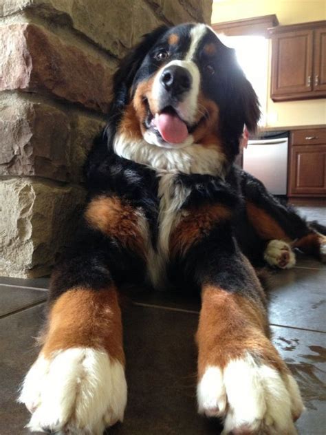 Gorgeous Smiles Bernesemountaindog Cute Puppies Dogs And Puppies