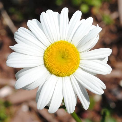 Daisy Flower Spring · Free Photo On Pixabay