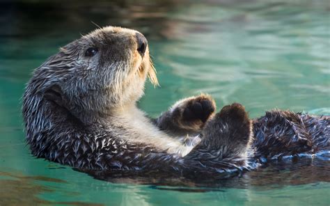 How Can Sea Otters Help Mitigate Climate Change Impacts