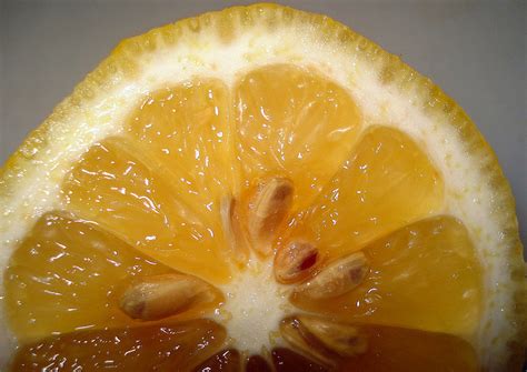 Lemon Diseases And Pests Description Uses Propagation