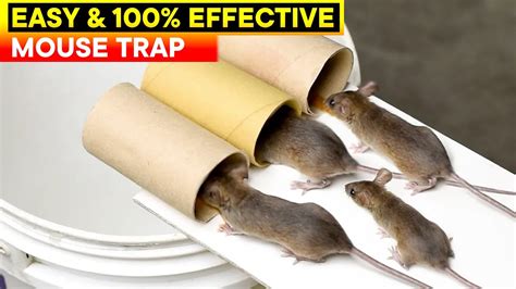 best and easy mouse trap bucket rat trap homemade diy mouse trap youtube