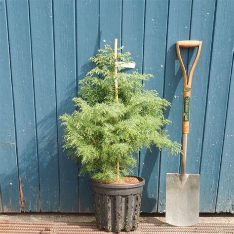 Cryptomeria Japonica Elegans Japanese Red Cedar Tree