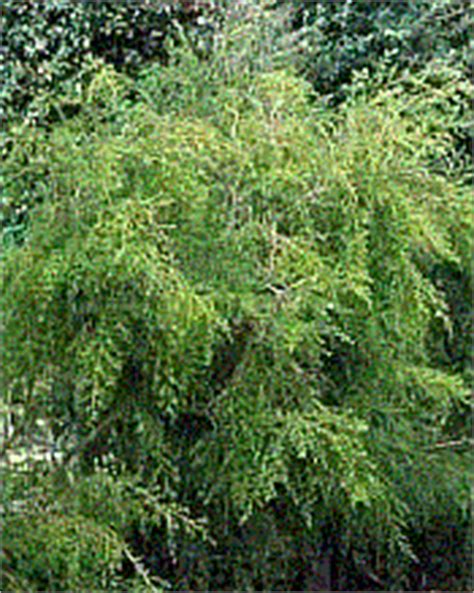 Organic Tea Tree Essential Oil Melaleuca Alternifolia