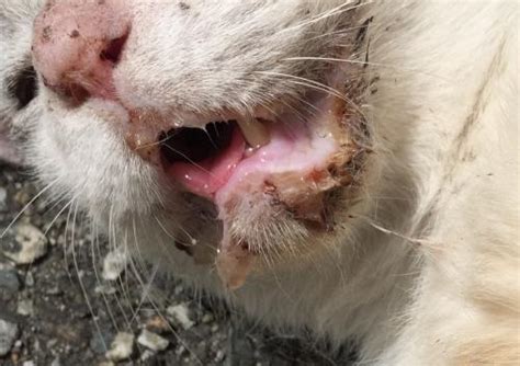 Meski tidak membahayakan, kondisi ini dapat menimbulkan rasa nyeri yang hebat. Virus Herpes Pada Kucing: Penanganan & Pencegahan