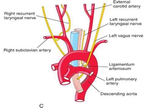 Subclavian Artery Carotid Artery Pulmonary Vagus Nerve Body Anatomy