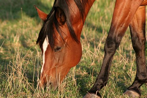 Ionophore Toxicity In Horses Symptoms Causes Diagnosis Treatment