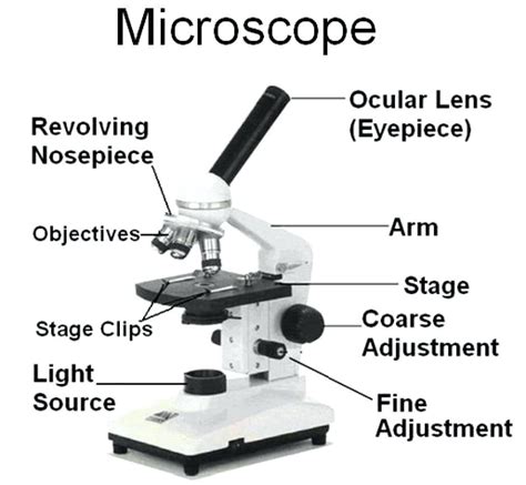 Microscope Parts Sketch At Explore Collection Of