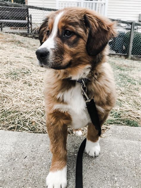 The bernese husky mix is one of the most popular and most successful dogs in the world. Our majestic Bernese Mountain Dog Mix puppy : aww