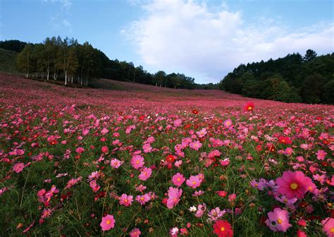 Check spelling or type a new query. hd wallpaper cosmos | Cosmos flowers, Field wallpaper ...