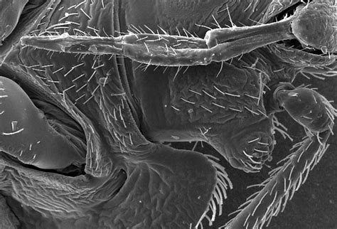 Bedbug Free Stock Photo Microscopic Bedbug Scanning Electron