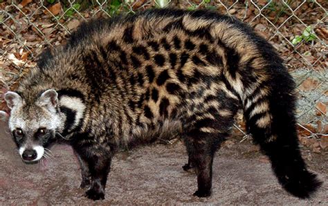 African Civet Facts Habitat Diet Musk Life Cycle Baby Pictures