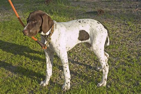 English Pointer Dog Breed Information Temperament And Health