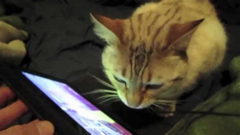 Although the new feline wasn't accepted by all, the exotic cat still managed to find fans. PSY Exotic Bengal Cat Reacts To PSY Gangdam Style 2 - YouTube