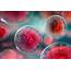 Stem Cells Can Delay Their Death To Help Heal Injuries • Earthcom
