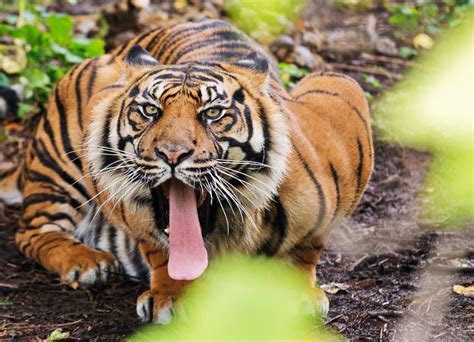Sumatran Tiger Shows Off Its Massive Barbed Tongue Photo