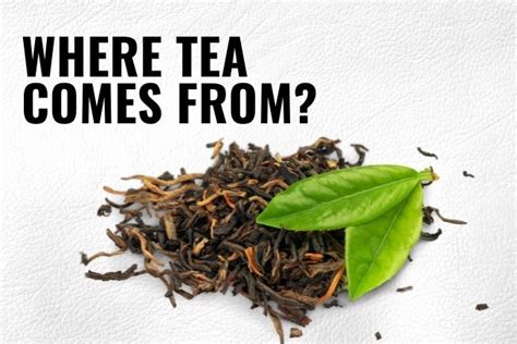 Where Does Tea Come From Parsa Global Import Pgi