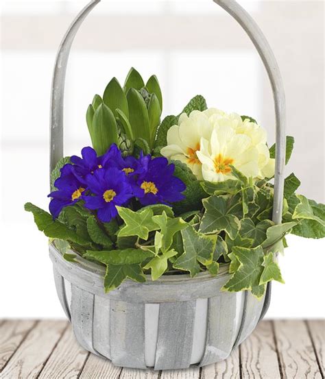 Spring Primrose Basket Spring Flowers Delivered Telflowersie